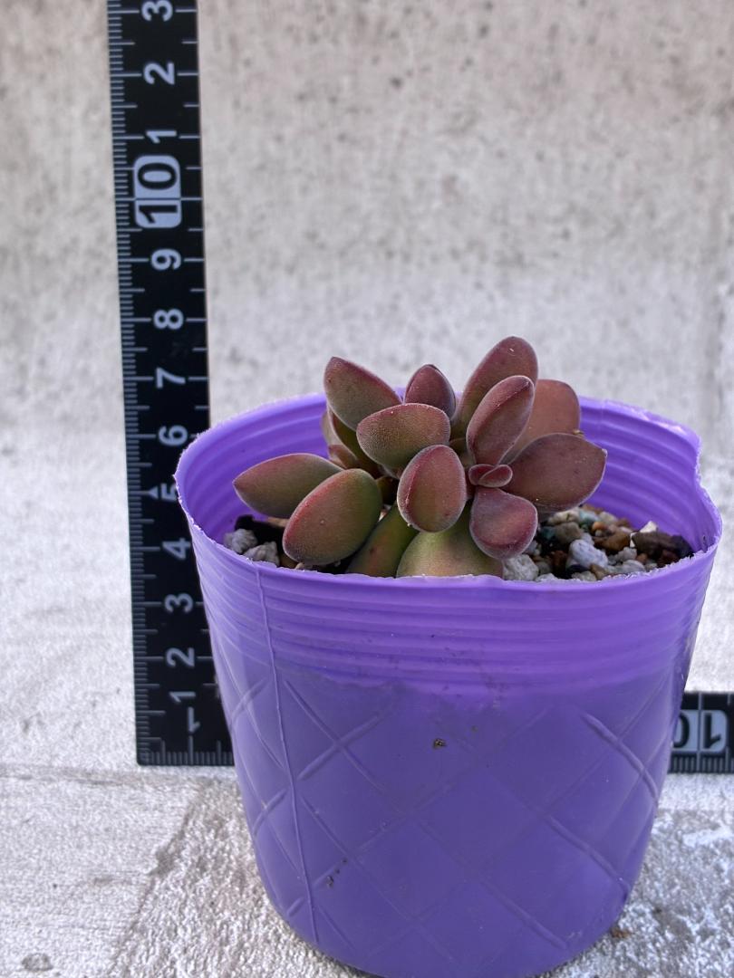 クラッスラ・ロゲルシー 多肉植物 肉厚な葉