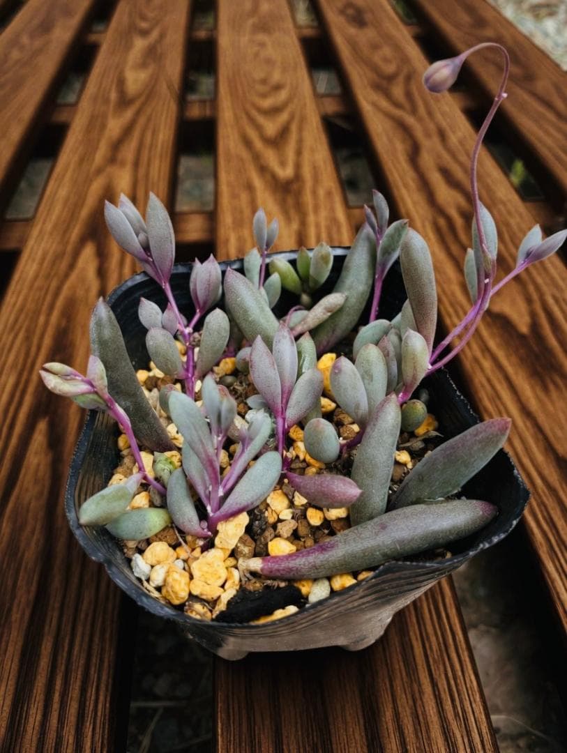 Ruby Necklace Succulent Cuttings, 10 Stems, Purple-Tinged Leaves