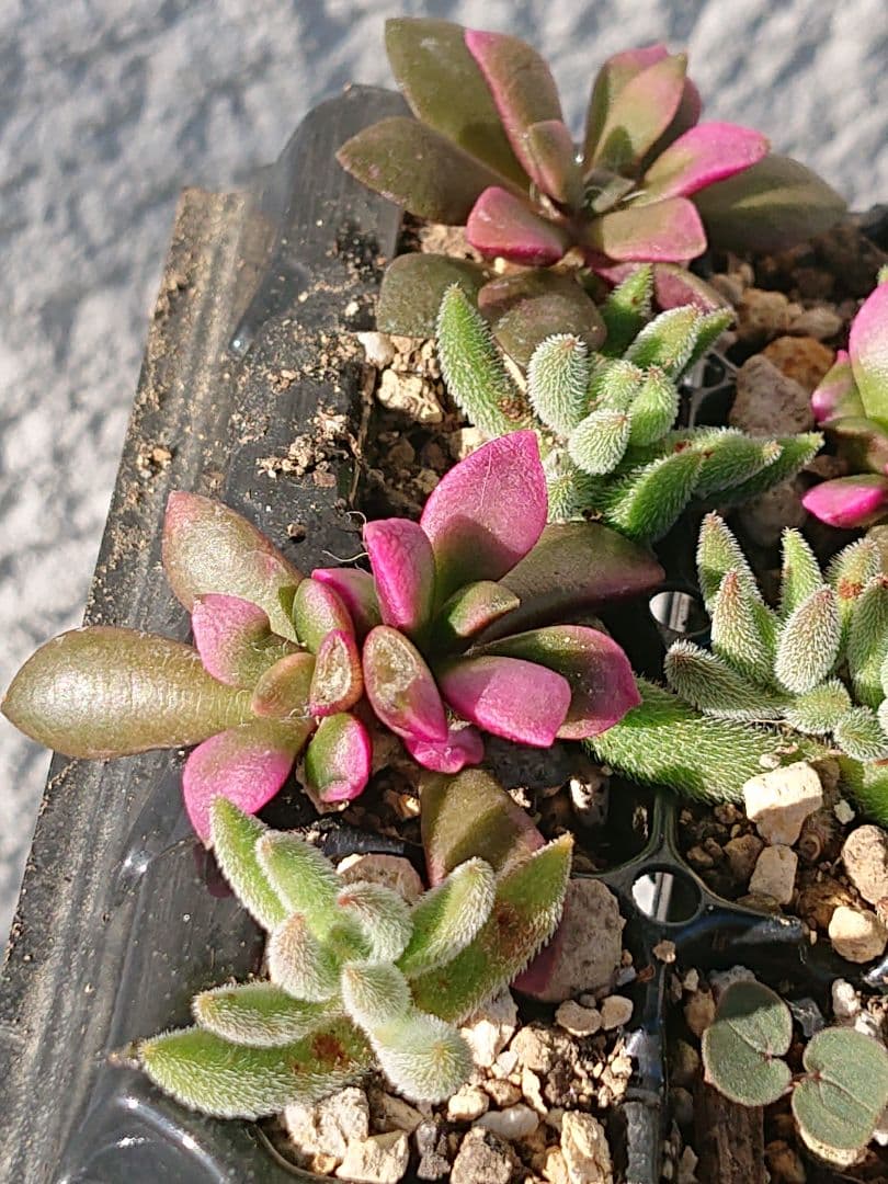 Succulent Plants 20 Seedlings Green and Pink Ginzoroe and Anacampseros