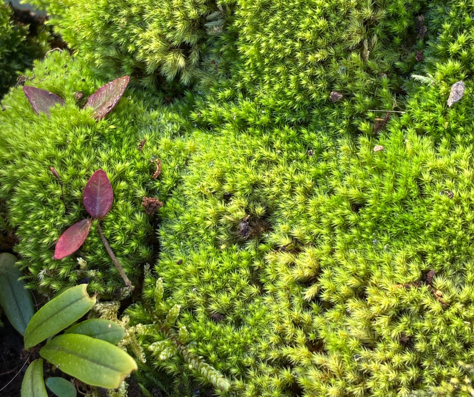 Moss & Terrarium