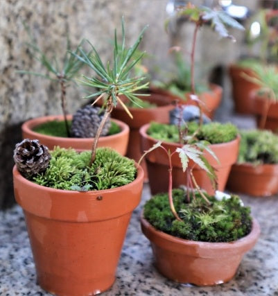 Bonsai