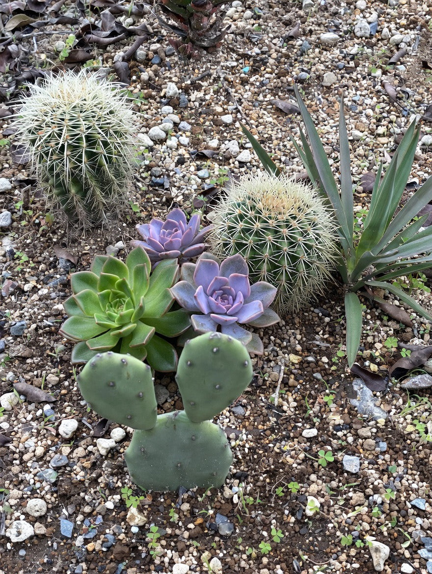 Cactus & Succulents
