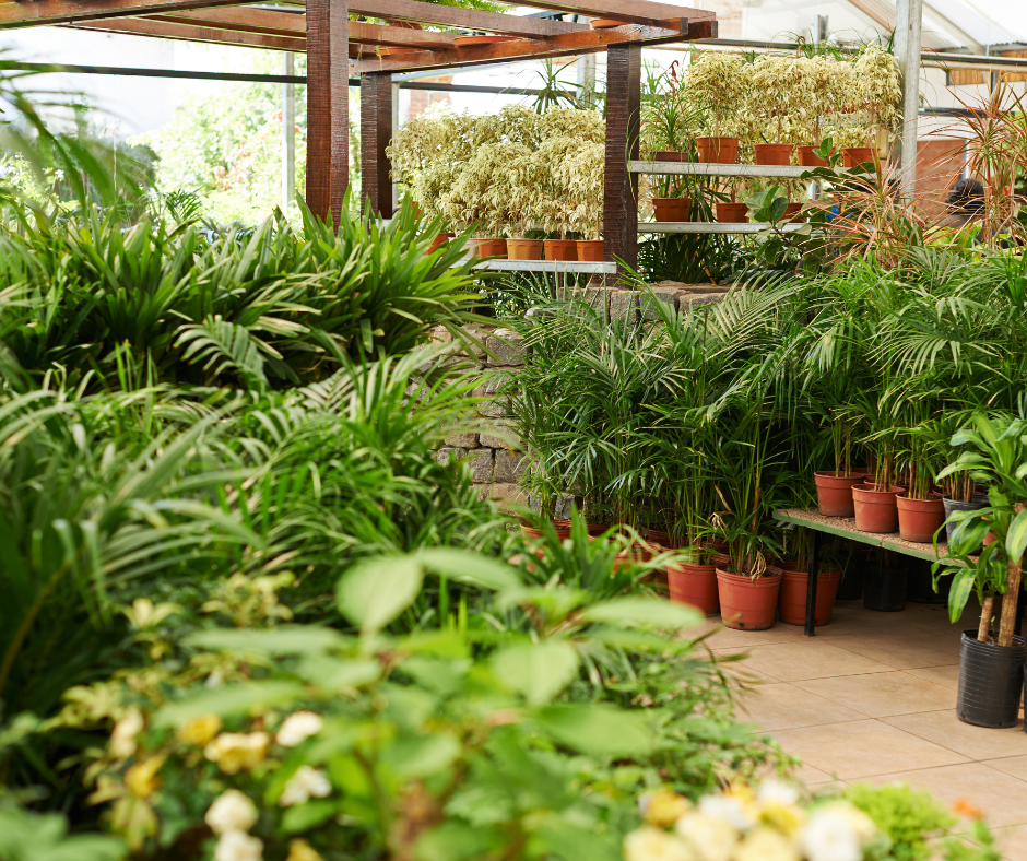 Garden & Outdoor Plants