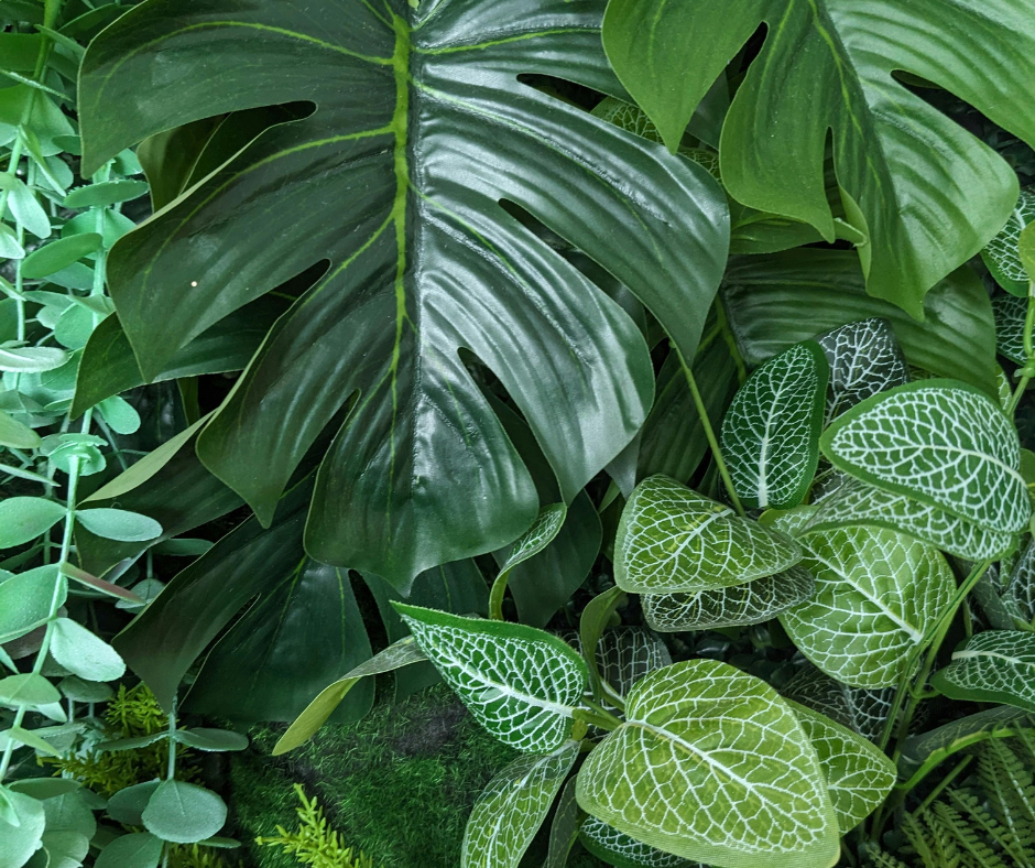 Indoor  Plants