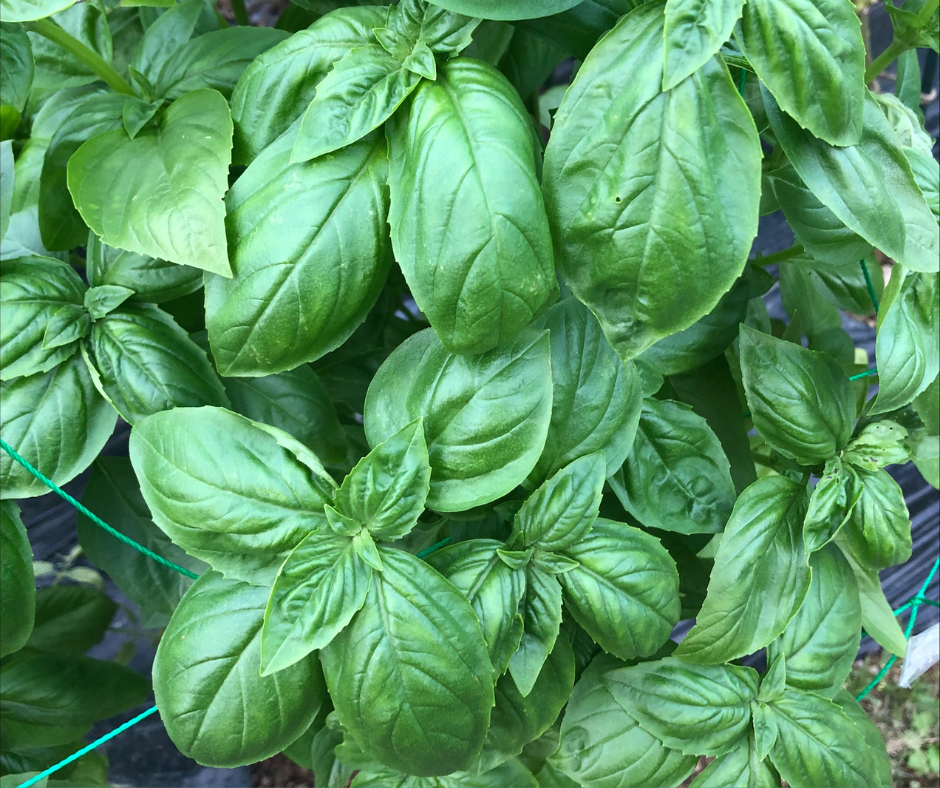 Herbs & Vegetables