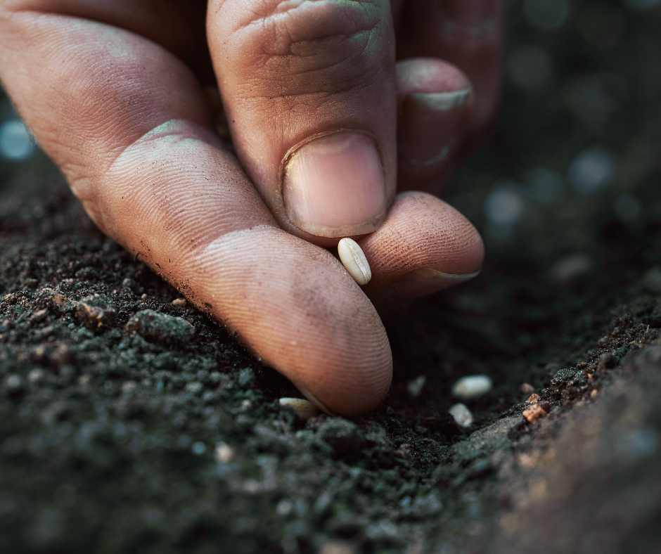 Seeds Bulbs & Seedlings