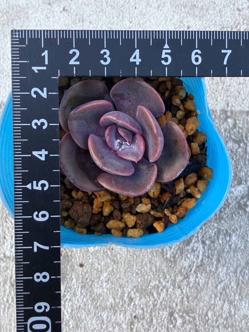 Echeveria Dusty Rose in Blue Pot, Approx. 8 cm Potted Plant