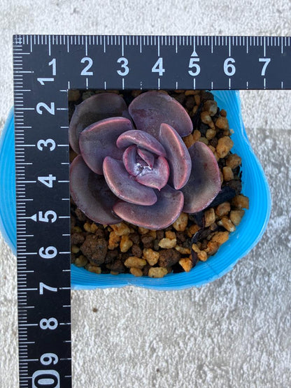 Echeveria Dusty Rose in Blue Pot, Approx. 8 cm Potted Plant