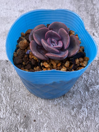 Echeveria Dusty Rose in Blue Pot, Approx. 8 cm Potted Plant