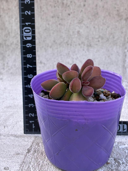 クラッスラ・ロゲルシー 多肉植物 肉厚な葉