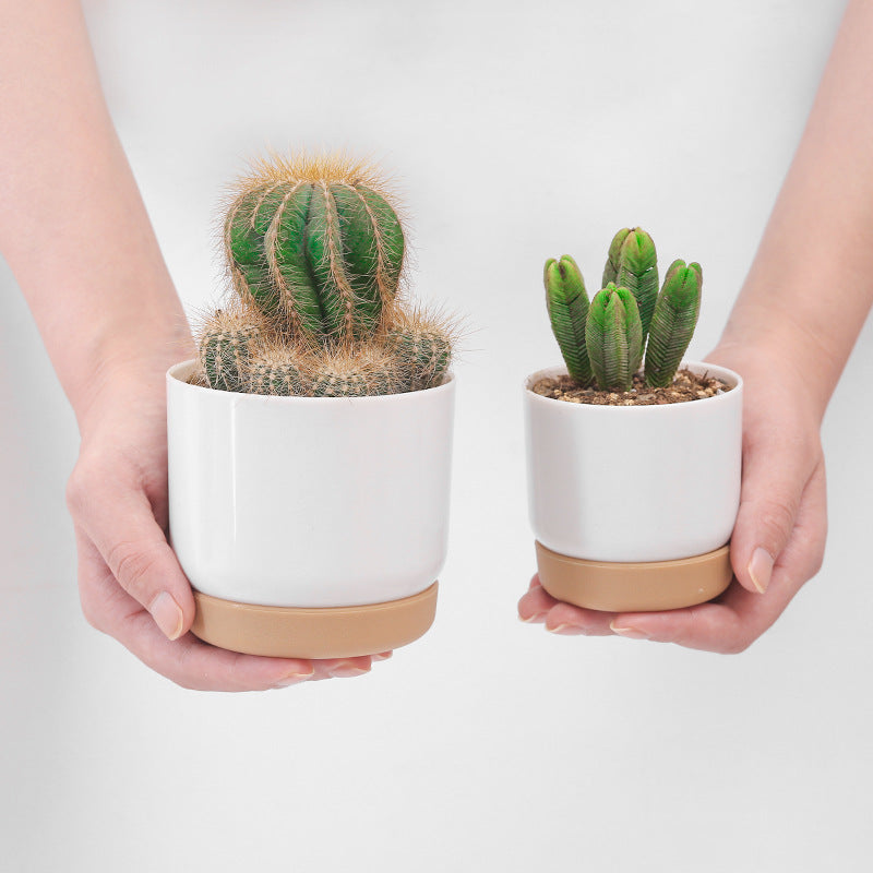 Small Automatic Water Absorption Flower Pot for Home Gardening and Desktop Use