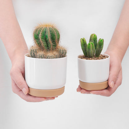 Small Automatic Water Absorption Flower Pot for Home Gardening and Desktop Use