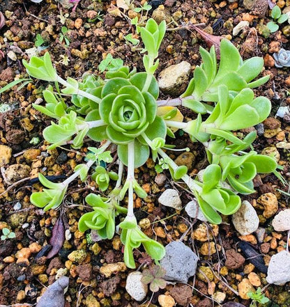 アエオニウム 多肉植物 苗 放射状に伸びる茎とライトグリーンのロゼット
