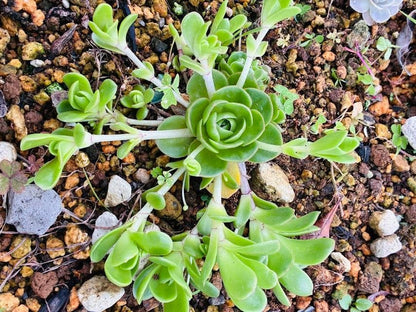 アエオニウム 多肉植物 苗 放射状に伸びる茎とライトグリーンのロゼット