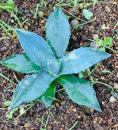 Agave Americana Plant Approx. 25 cm with Green Leaves and Exposed Roots