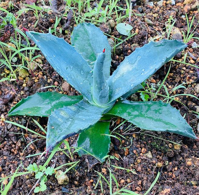 Agave Americana Plant Approx. 25 cm with Green Leaves and Exposed Roots