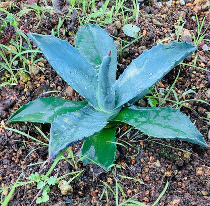 Agave Americana Plant Approx. 25 cm with Green Leaves and Exposed Roots