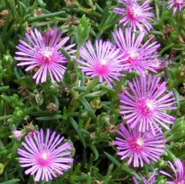 耐寒性、松葉菊（ランプランサス） カット苗15本 ピンク、紫の花  多肉植物