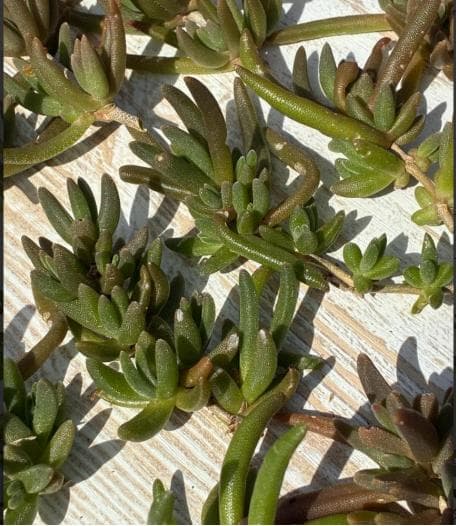 耐寒性、松葉菊（ランプランサス） カット苗15本 ピンク、紫の花  多肉植物
