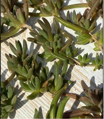 耐寒性、松葉菊（ランプランサス） カット苗15本 ピンク、紫の花  多肉植物