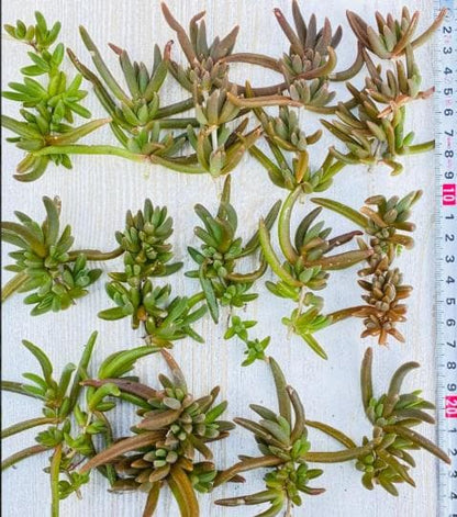 耐寒性、松葉菊（ランプランサス） カット苗15本 ピンク、紫の花  多肉植物