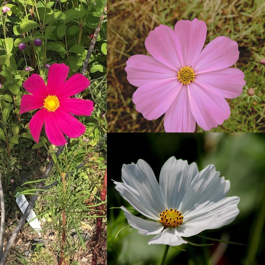 コスモスの種 50粒 庭・花壇向け ピンク・白系の花