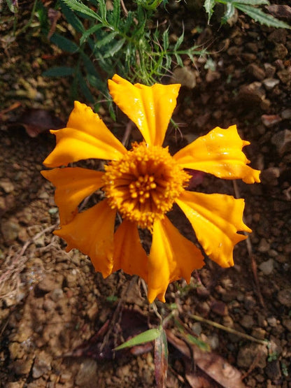 African Marigold Seeds Approx. 500 Seeds High-Growing Flower Seeds