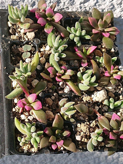 Succulent Plants 20 Seedlings Green and Pink Ginzoroe and Anacampseros