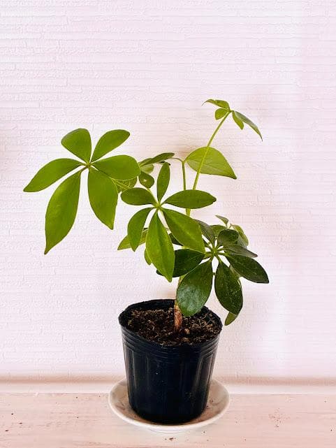 シェフレラ カポック 鉢植え 観葉植物 光沢のある葉が特徴