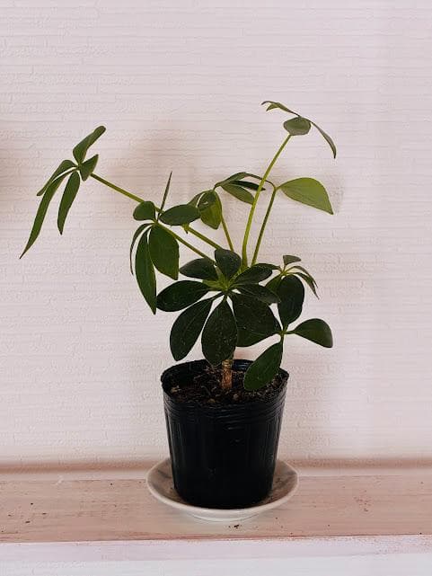 シェフレラ カポック 鉢植え 観葉植物 光沢のある葉が特徴