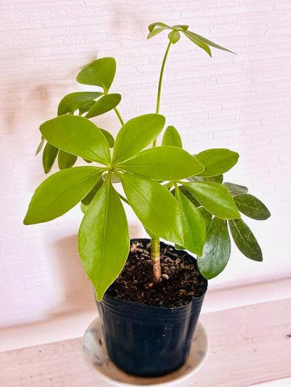 シェフレラ カポック 鉢植え 観葉植物 光沢のある葉が特徴